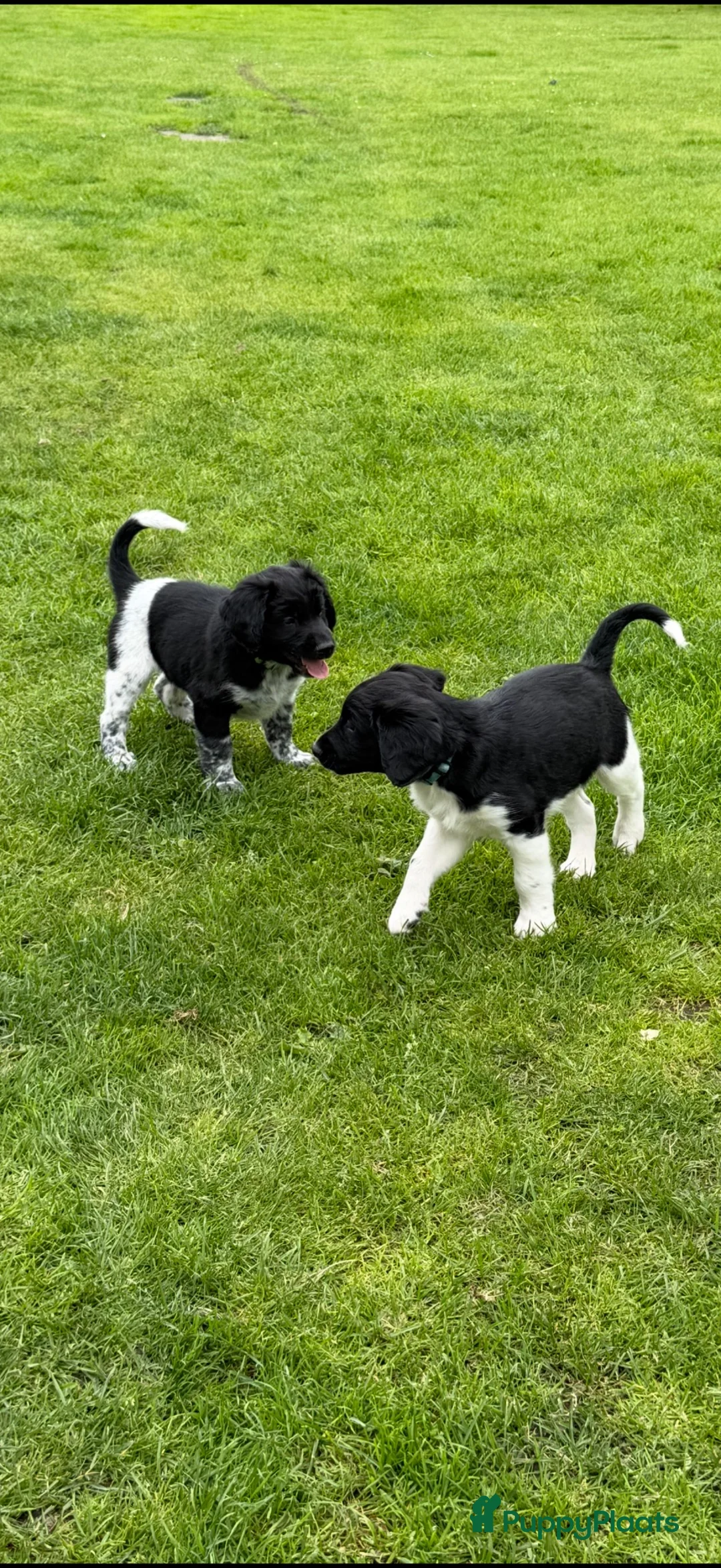 Friese Stabij honden te koop: 2 knappe Friese stabij reutjes  in Langelo - Advertentie 2