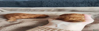 Poedel Puppy 1