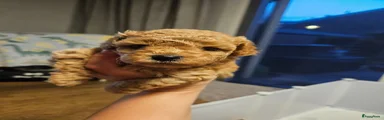 Cockapoo 2