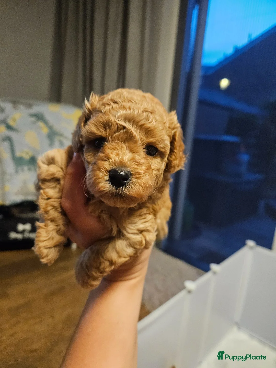 Cockapoo honden te koop: Cockapoo  in Heerhugowaard - Advertentie 2