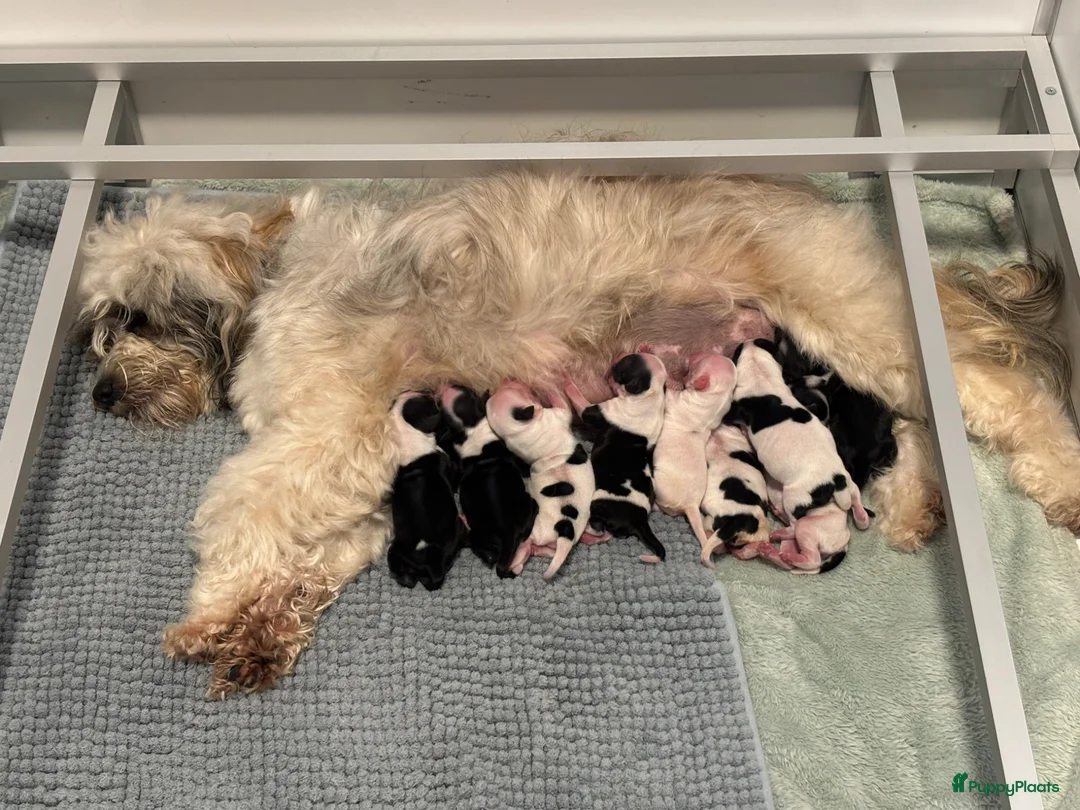 Tibetaanse Terriër honden te koop: Tibetaanse terrier pups  - Advertentie 10