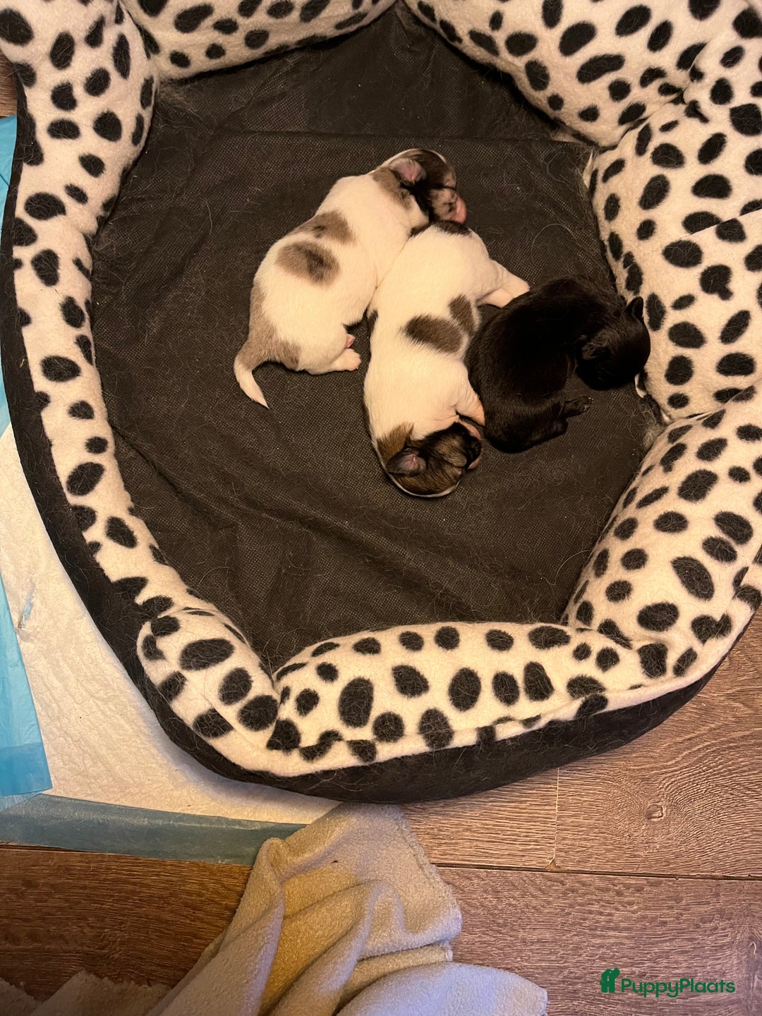 Chihuahua honden te koop: Merle chihuahua reu gereserveerd  - Afbeelding 4