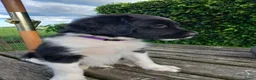 Friese Stabij honden te koop: Lieve en Sociale Friese Stabij pups - Advertentie 8