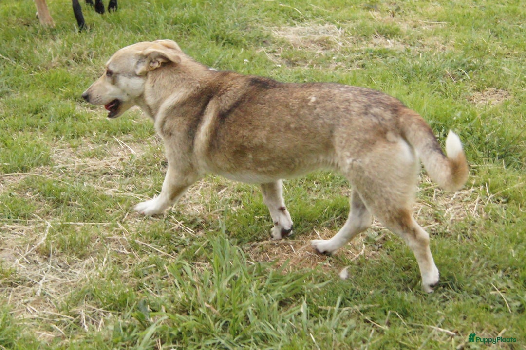 Kruising honden ter adoptie: super duo in Ridderkerk - Advertentie 12