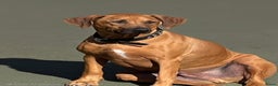 Rhodesian Ridgeback honden te koop: Rhodesian Ridgeback 7 reutjes geboren - Advertentie 5