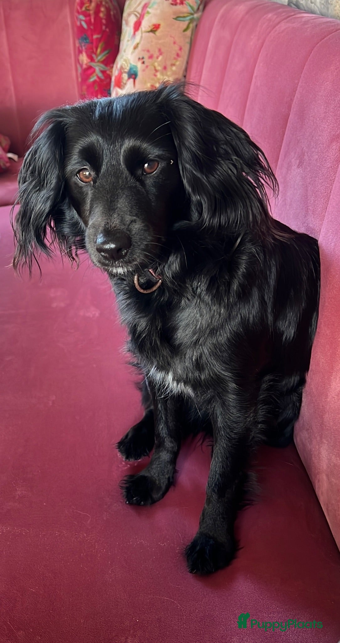 Kruising honden Markiesje pups - Advertentie 1