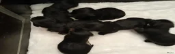 Cesky Terriër honden te koop: Ceskyterriër pups in Huizen - Advertentie 1