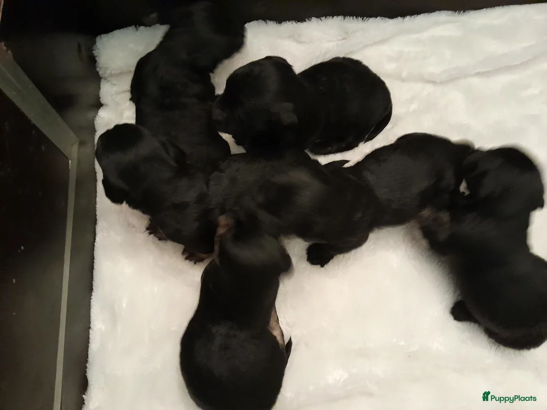 Cesky Terriër honden te koop: Ceskyterriër pups in Huizen - Advertentie 1