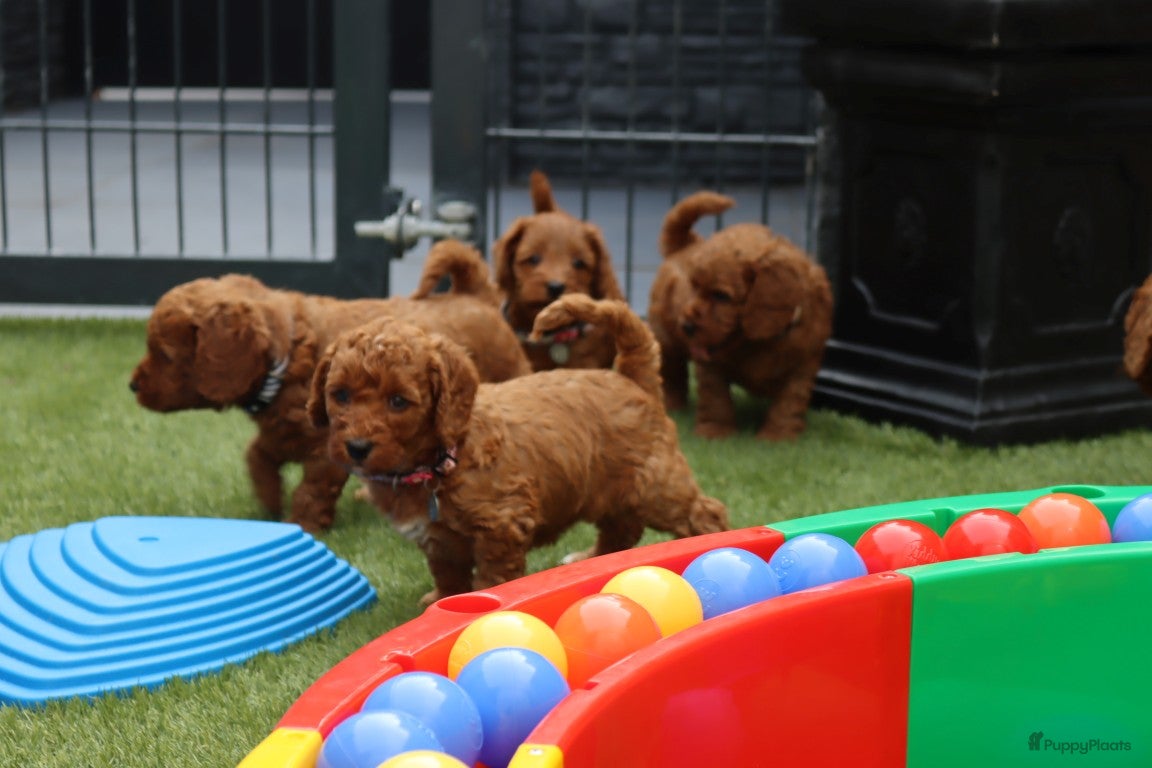 Australian Labradoodle honden te koop:  6 lieve Mini/medium Australian labradoodle pups - Advertentie 19