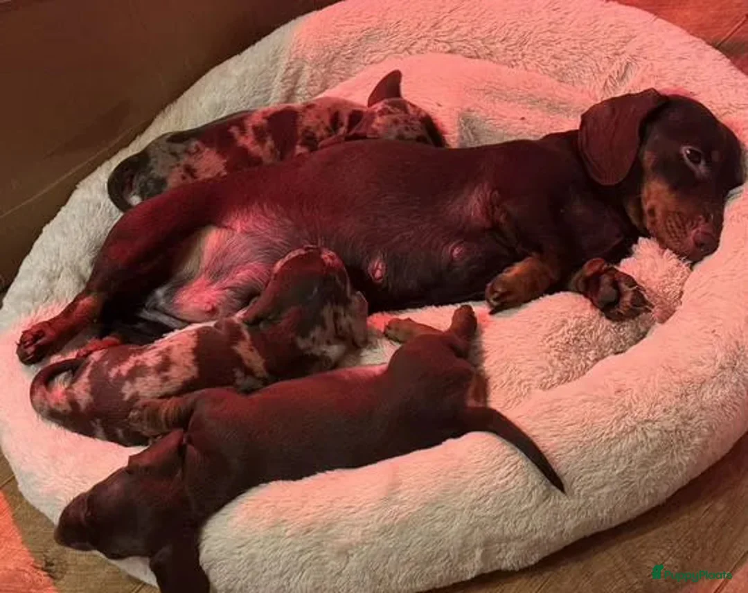 Teckel (korthaar)  honden te koop: Teckel puppy's in Heerhugowaard - Advertentie 6