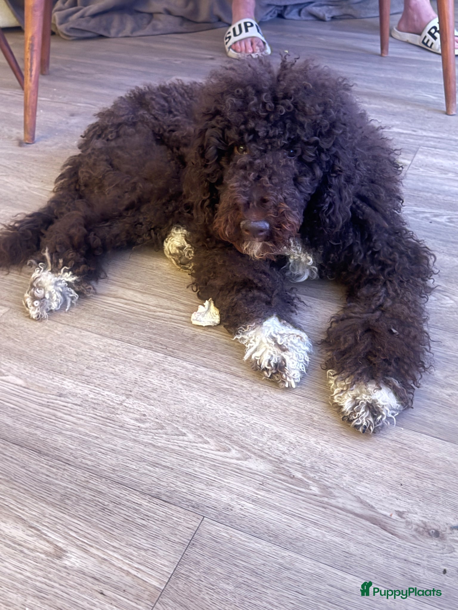 Labradoodle honden Labradoodle puppy’s zoeken een gouden mandje  - Advertentie 1