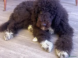 Labradoodle honden Labradoodle puppy’s zoeken een gouden mandje - Advertentie 1