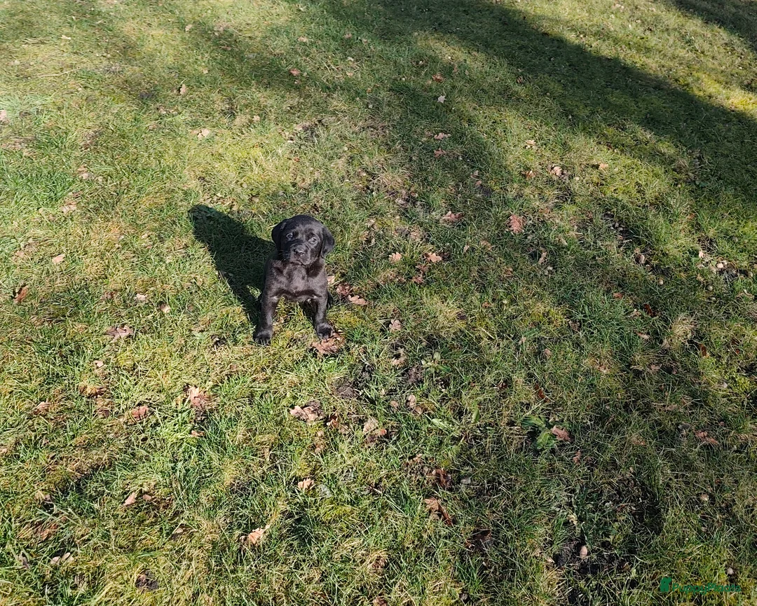 Labrador Retriever honden te koop: Fieldtrial labrador pups  - Advertentie 7