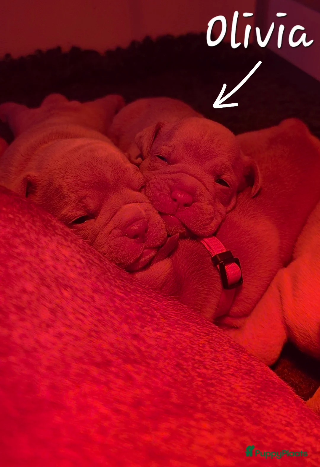 Old English Bulldog honden te koop: Old english bulldog teefje Olivia  - Advertentie 6