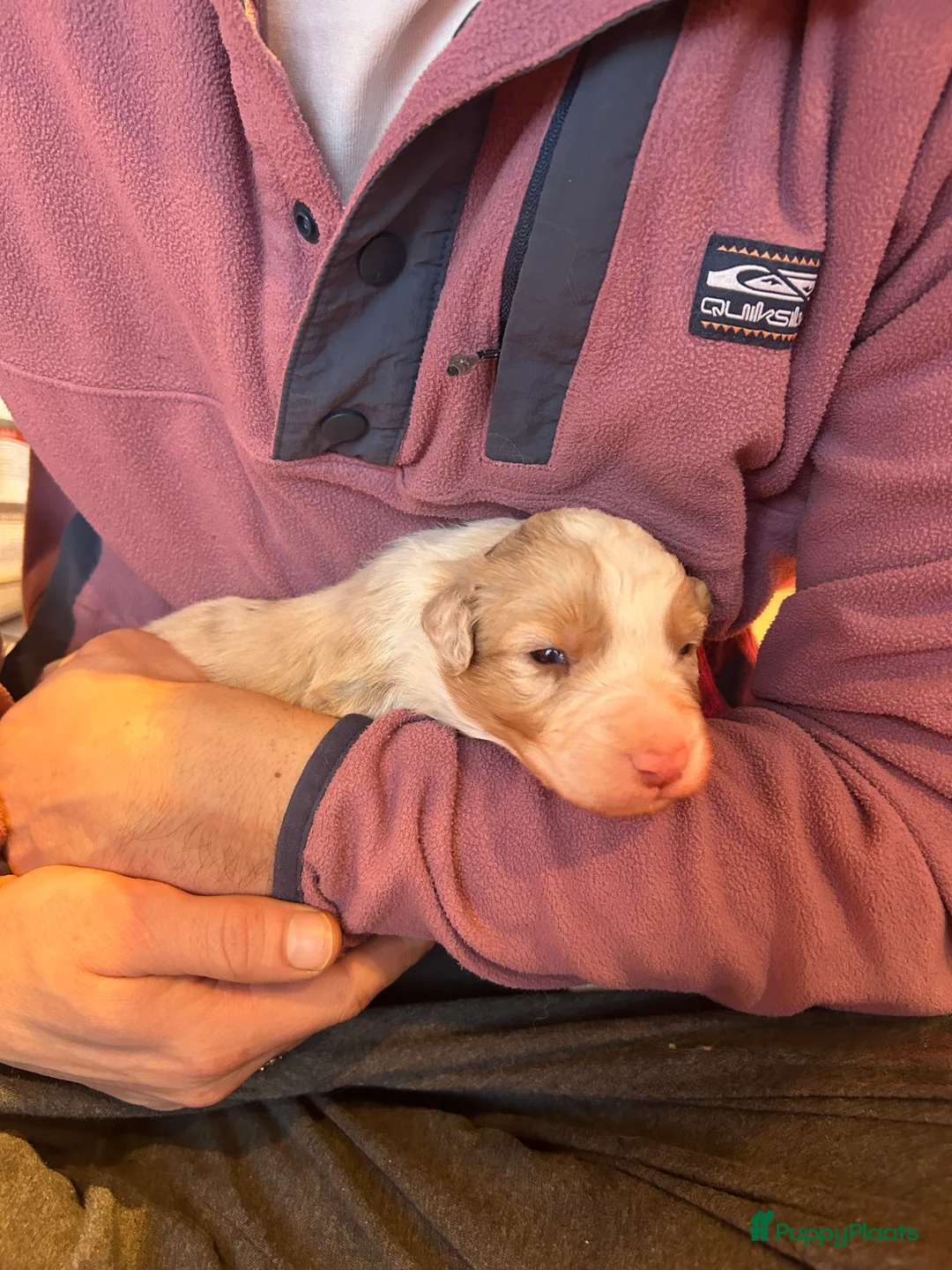 Australian Shepherd honden te koop: 100% raszuivere Australian Sheperd pups - Advertentie 17