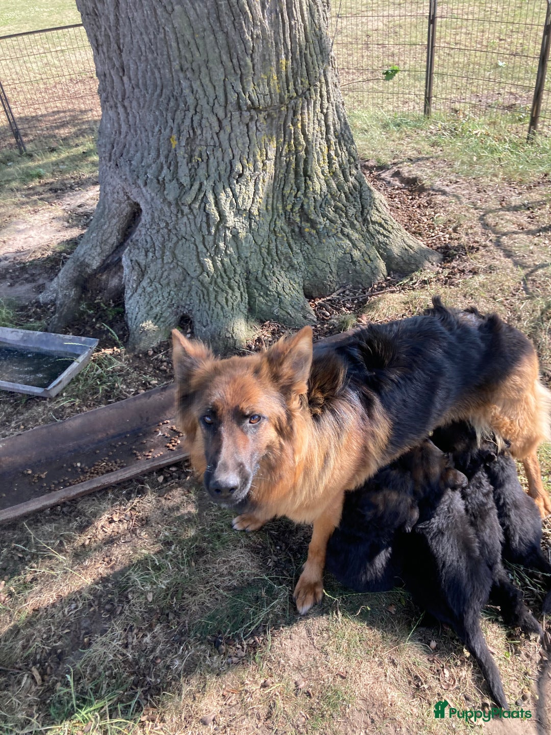 Duitse Herder honden te koop: Prachtige langharige Duitse herder met rechte rug - Afbeelding 14
