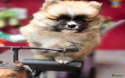 Pomeriaan honden te koop:  Te koop: Pomeranian pups met FCI-stamboom  - Afbeelding 8