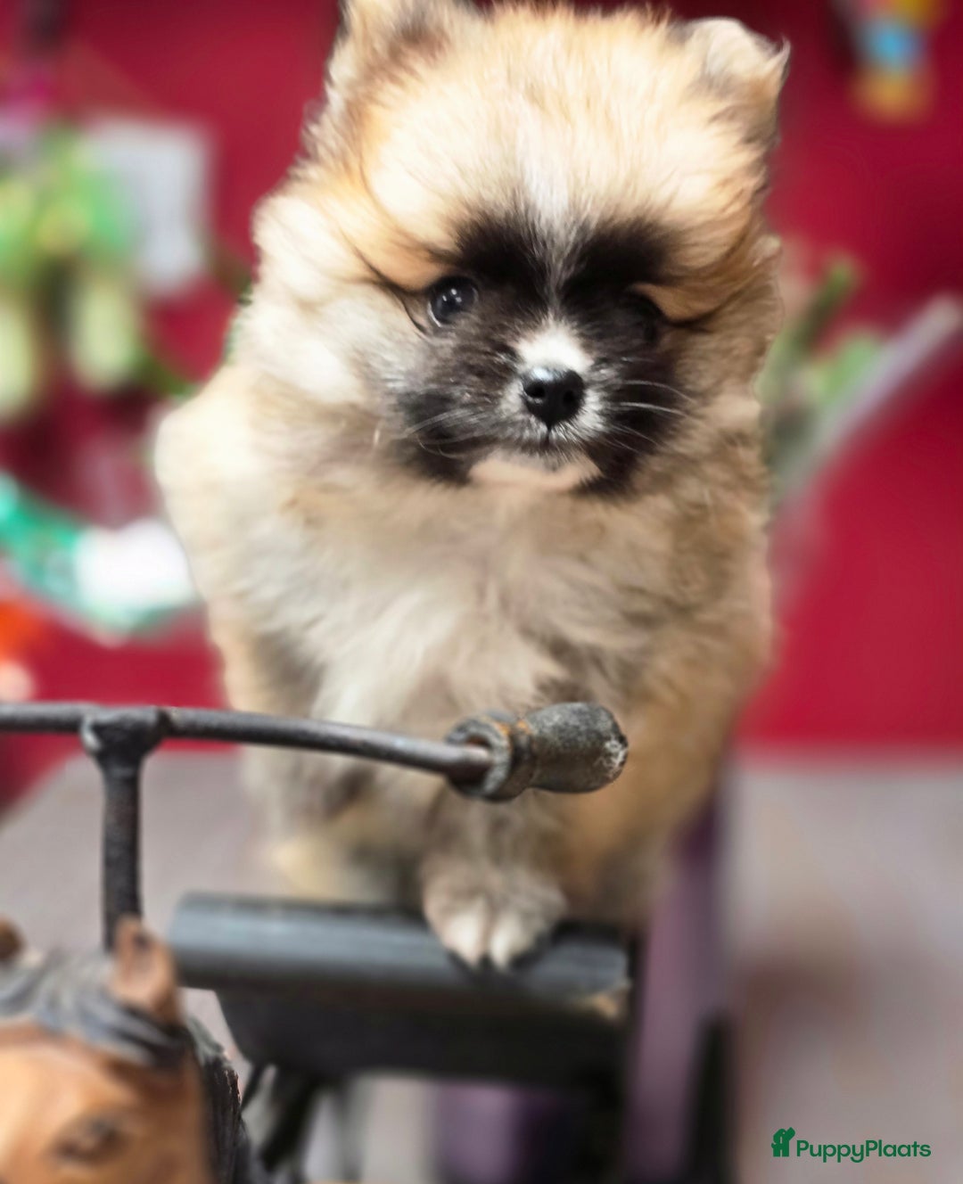Pomeriaan honden te koop:  Te koop: Pomeranian pups met FCI-stamboom  - Afbeelding 8