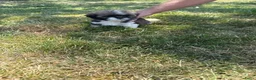 Shih Tzu honden te koop: Prachtig shih Tzu reutje  - Advertentie 9