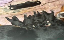 Kruising honden te koop: Bernsky puppys - Afbeelding 2