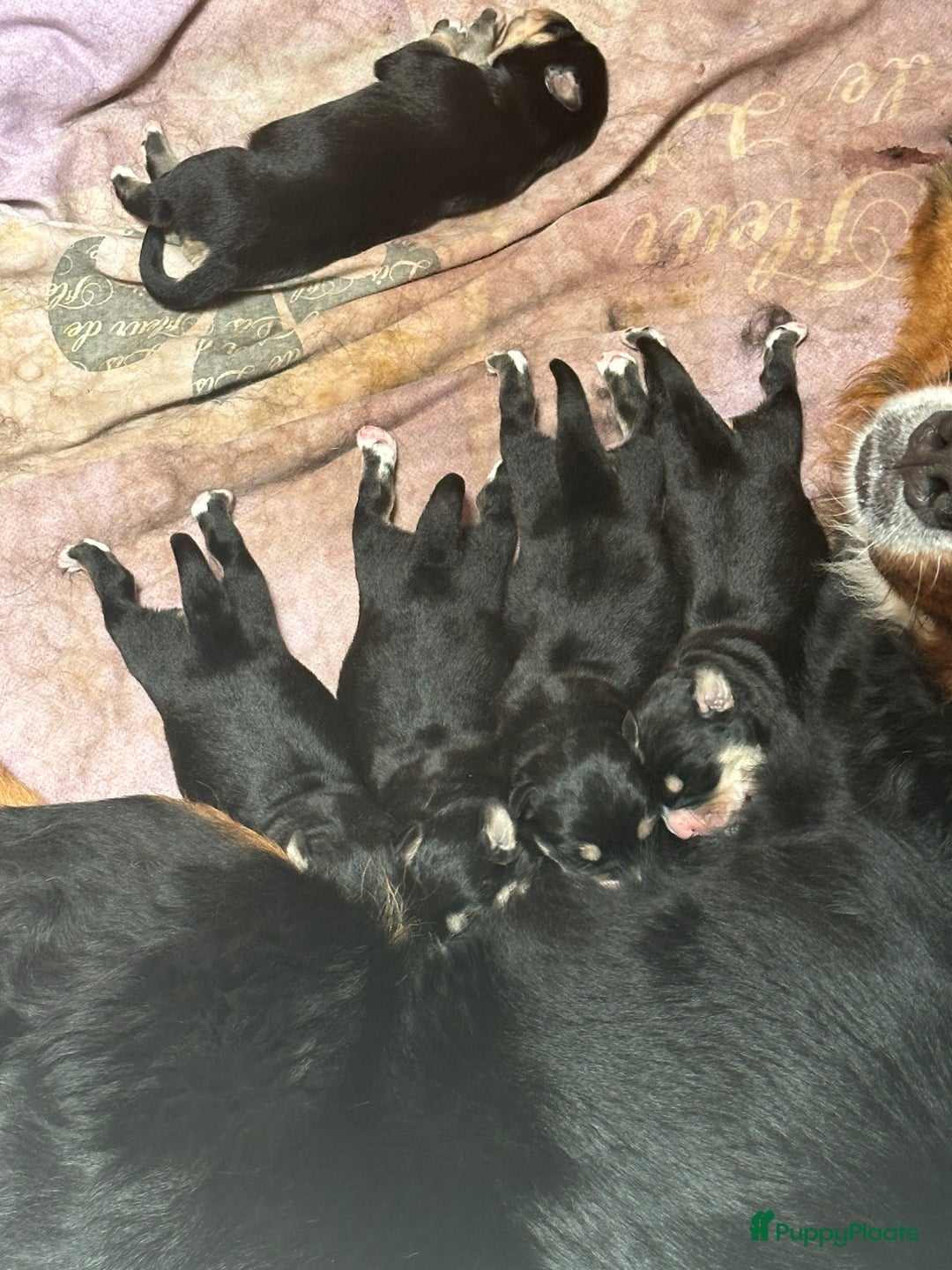 Kruising honden te koop: Bernsky puppys - Afbeelding 2
