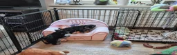 Kruising honden te koop: Prachtige Griffonshires - Advertentie 14