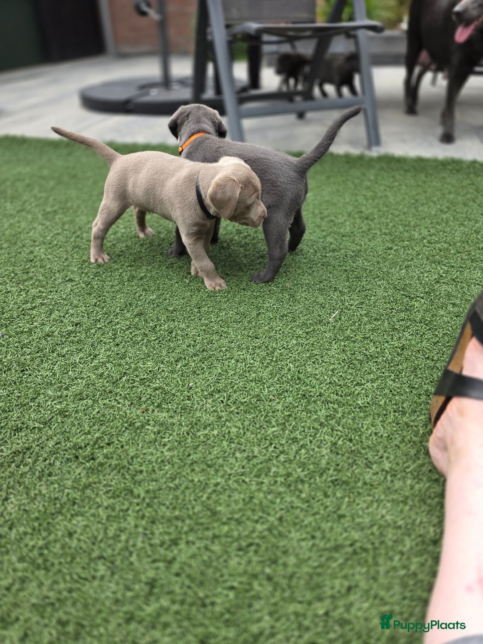 Labrador Retriever honden Labrador  charcoal  - Advertentie 2