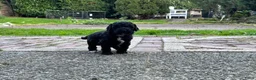 Labradoodle honden te koop: Nog 4 Mini Labradoodle pups beschikbaar.  - Advertentie 29