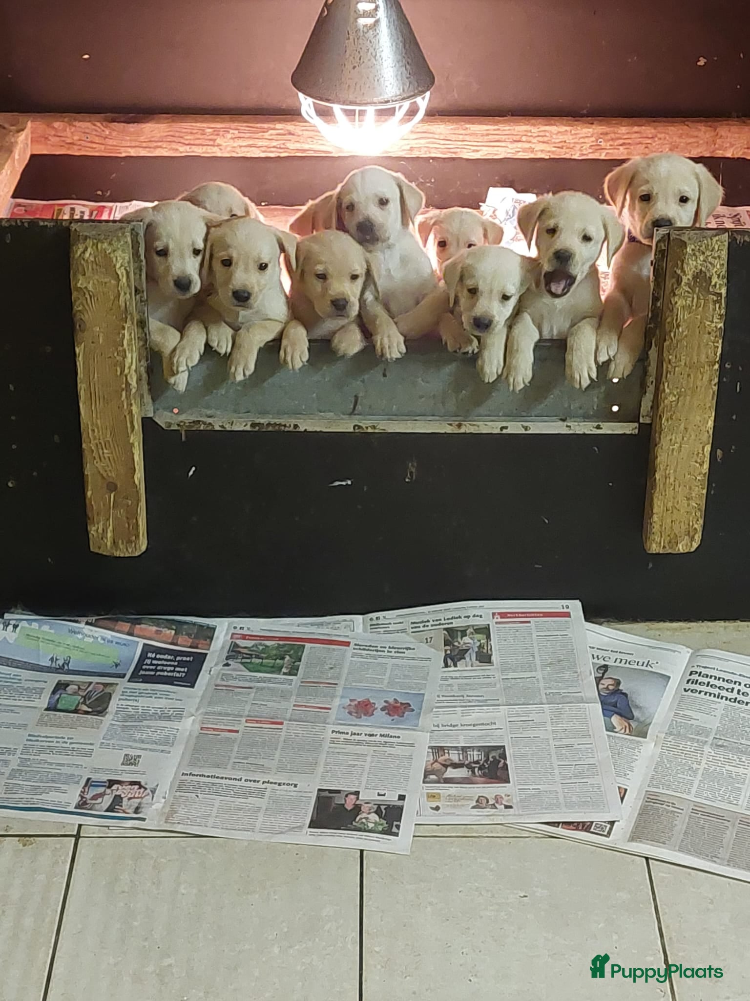 Labrador Retriever honden Rasz. labrador pups blond mogen naar nieuw huisje  - Advertentie 1