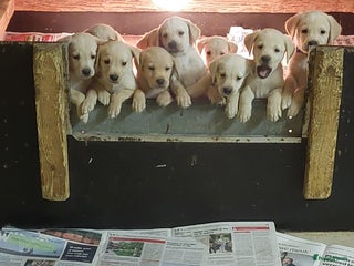 Labrador Retriever honden Raszuiver labrador pups mogen naar nieuw huisje - Advertentie 2