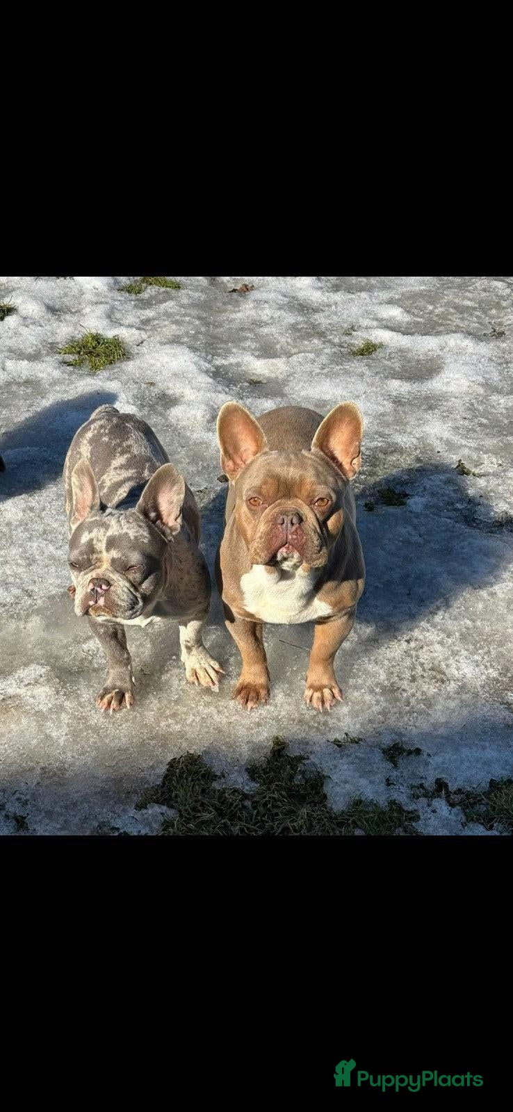 Franse Bulldog honden Franse bulldog pups wit blauw merle - Advertentie 3
