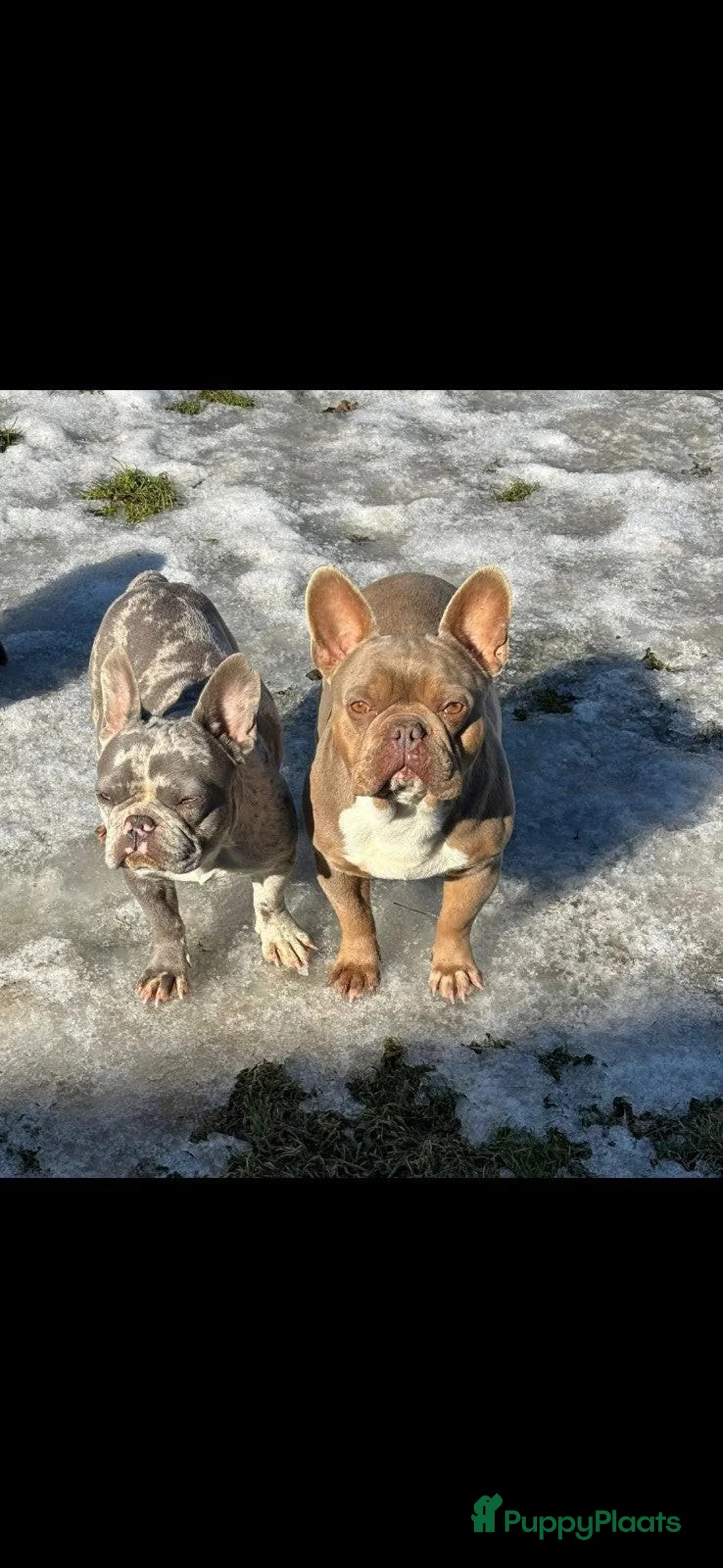 Franse Bulldog honden te koop: Franse bulldog pups wit blauw merle - Advertentie 1