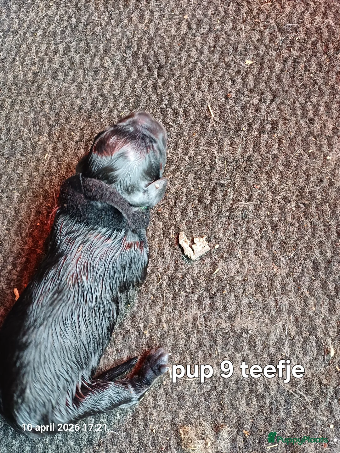 Bouvier des Flandres honden te koop: bouvierpups  nog.1.reutje beschikbaar - Advertentie 2