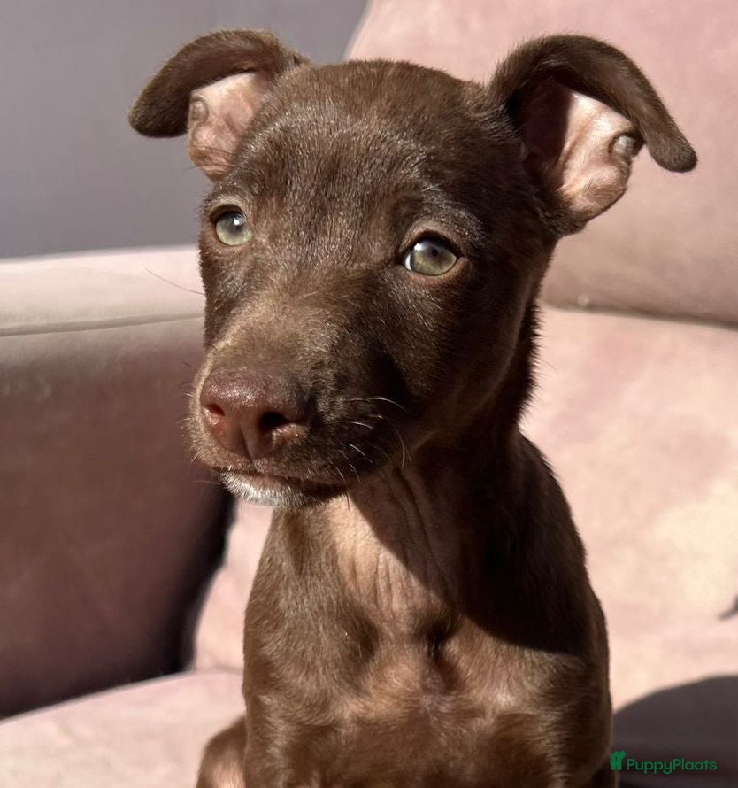 Kruising honden anous wil heel graag een eigen mandje  - Advertentie 4