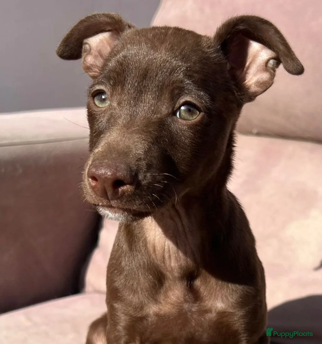 Kruising honden ter adoptie: anous wil heel graag een eigen mandje  - Advertentie 1