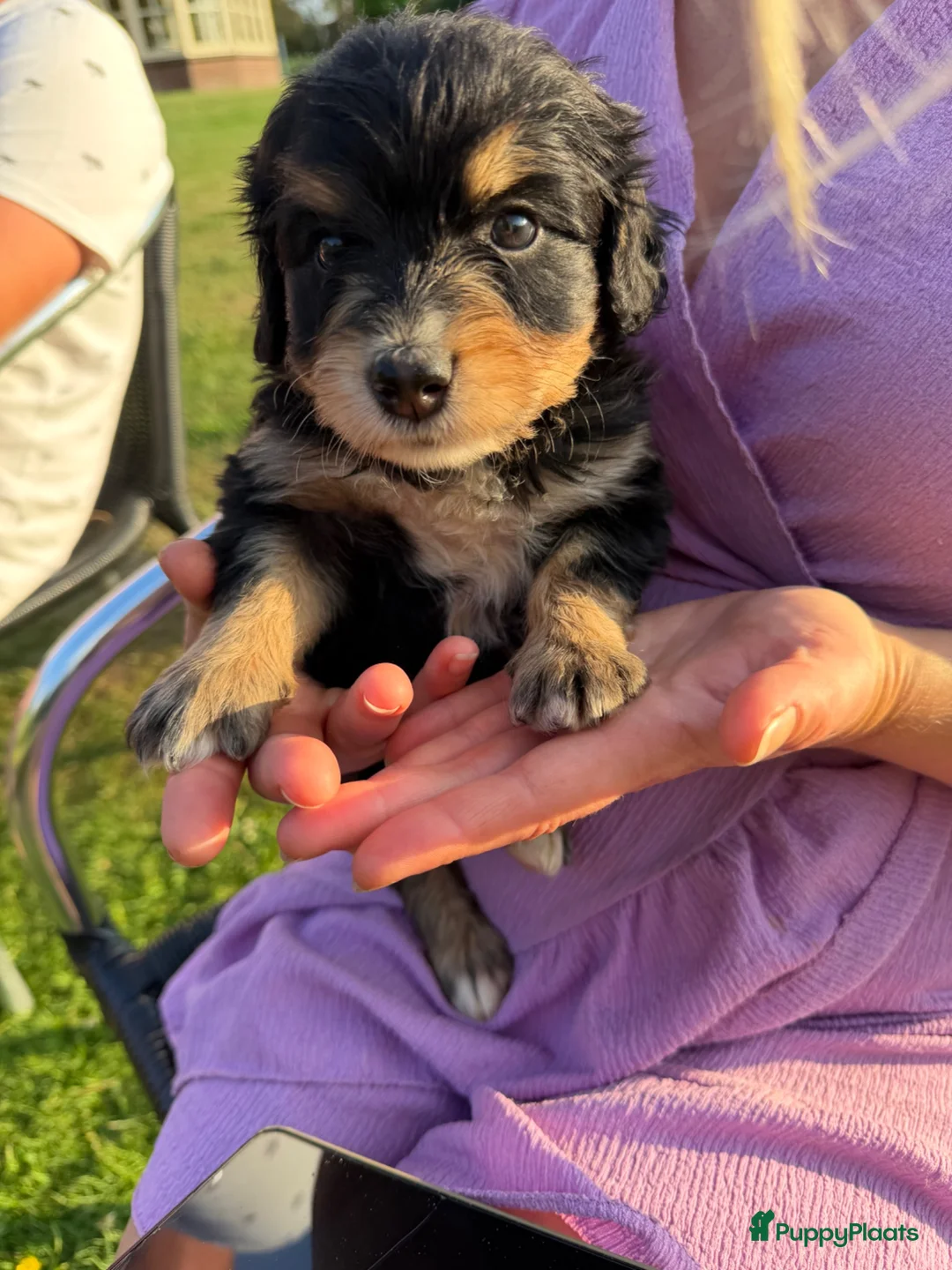 Bernedoodle honden te koop: Mini Bernedoodle pups te koop - Advertentie 2