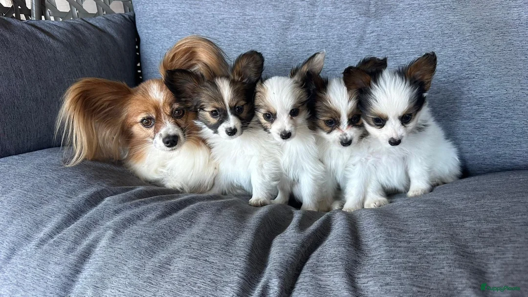 Galerij afbeelding {{count}}