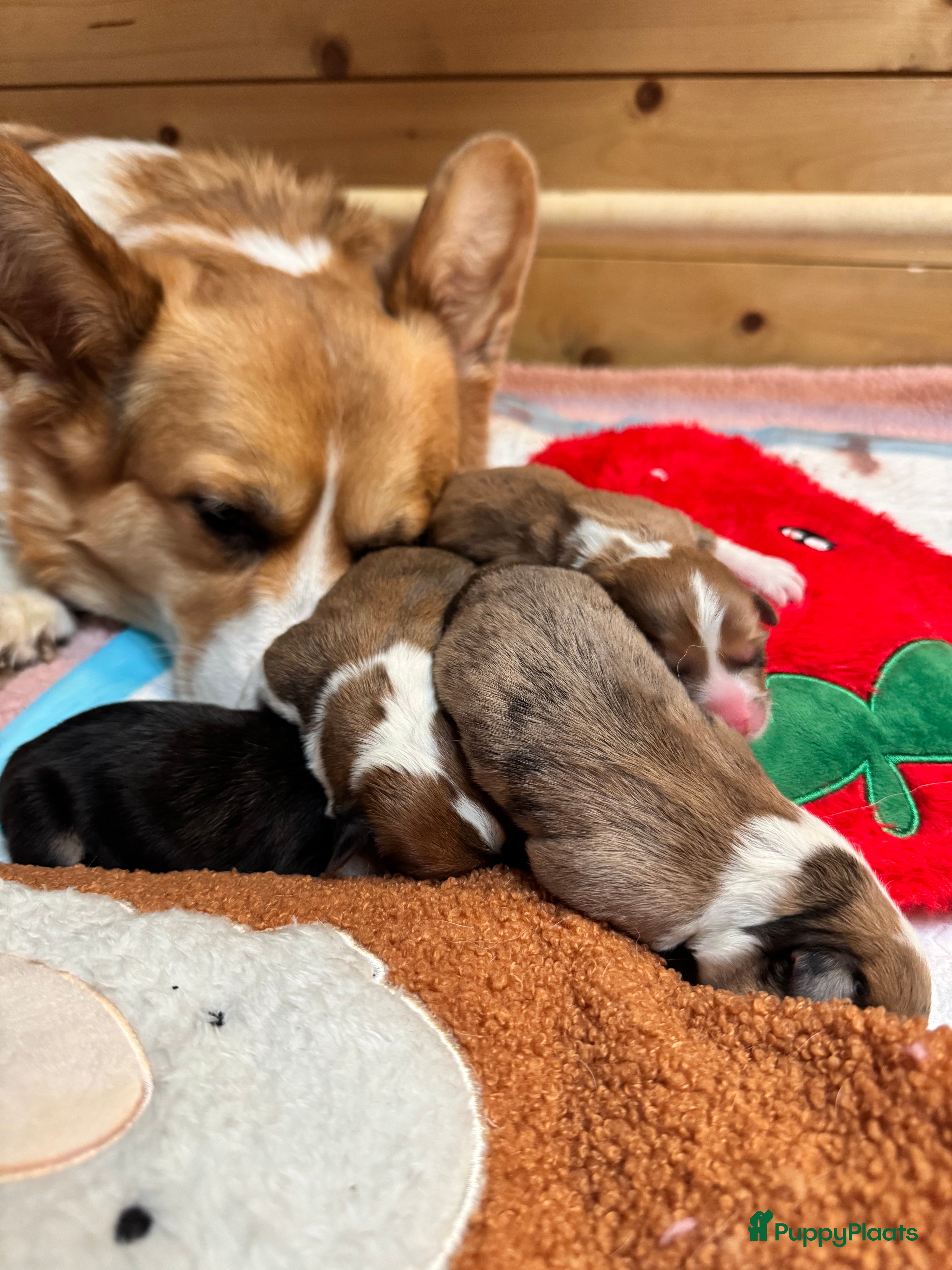 Welsh Corgi Pembroke honden GEBOREN🥳🐶🎉Welsh corgi pups, geteste ouders - Advertentie 2
