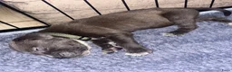 Kruising honden te koop: Puppies moeder XL Bully vader Mastino/Pitbull - Advertentie 11