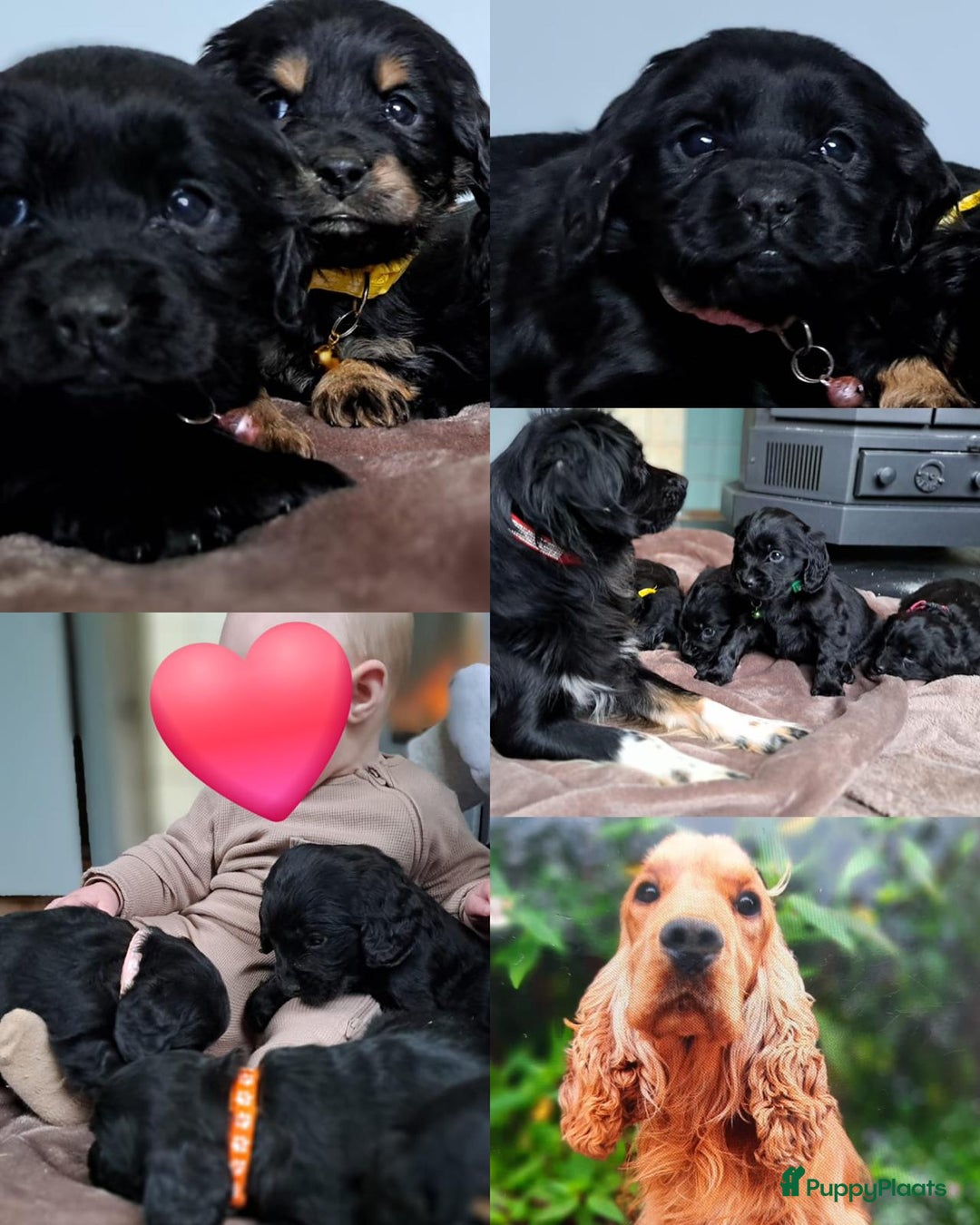 Kruising honden te koop: Kruising Engelse cockerspaniel pups.  - Advertentie 12