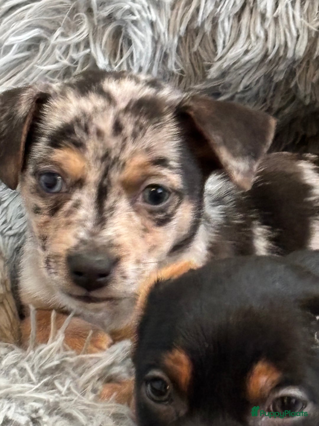 Jack Russel Terriër honden te koop: Jack Russell pups  - Advertentie 2