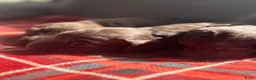 Australian Labradoodle honden te koop: Australian labradoodle bruin en bruin / bont! - Advertentie 25