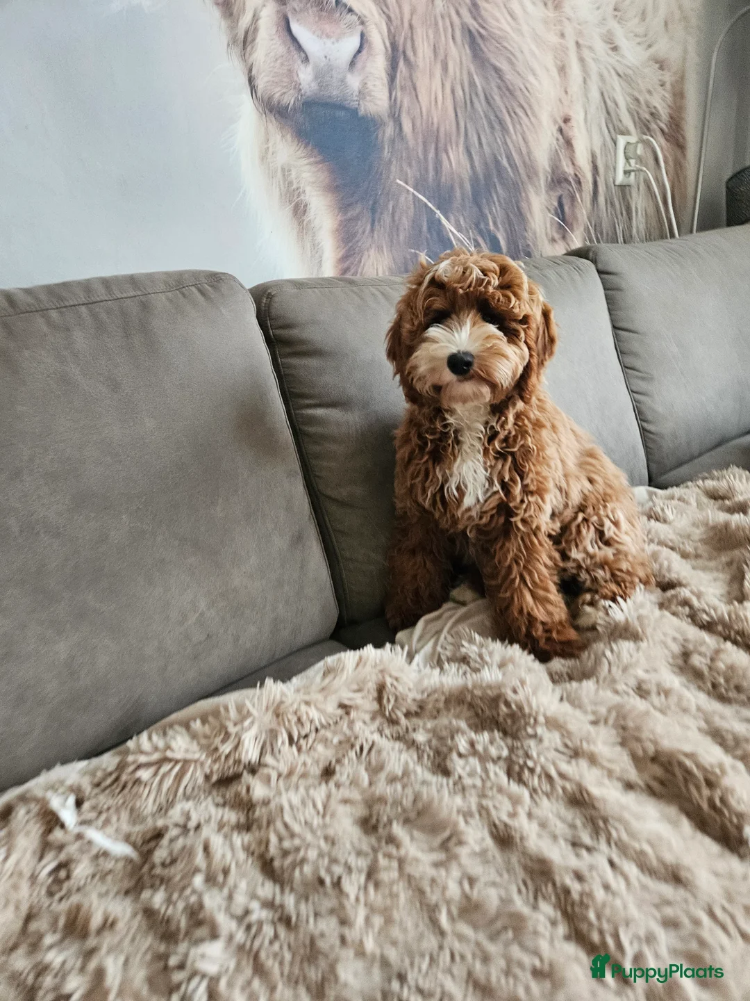 Australian Labradoodle honden ter adoptie: Gastgezin gezocht Australian labradoodle teefje  - Advertentie 4