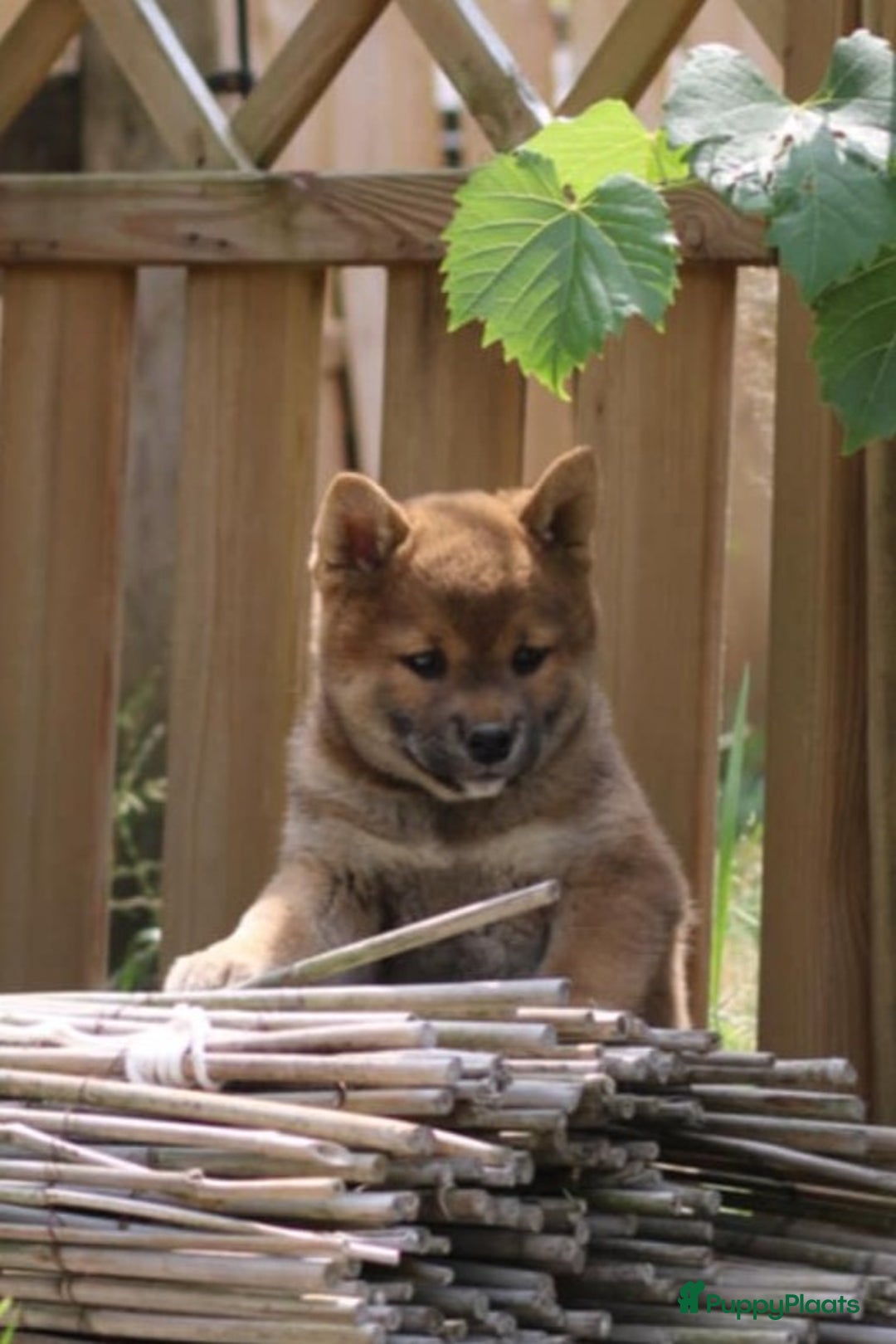 Shiba honden te koop: Shiba teefje met stamboom - Afbeelding 8