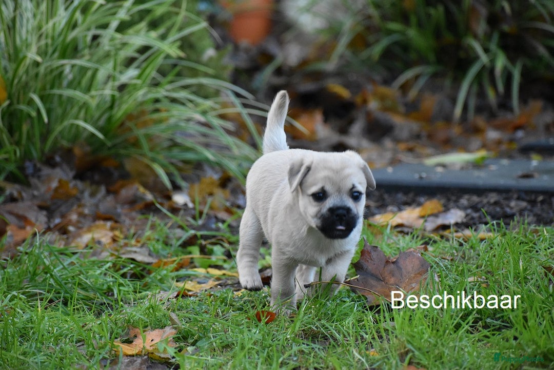 Kruising honden te koop: gezonde Retromops puppy's - Advertentie 1