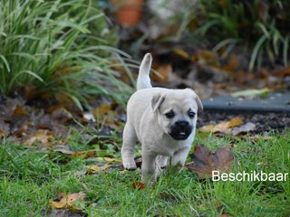 Kruising honden gezonde Retromops puppy's - Advertentie 5