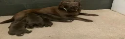 Labrador Retriever honden te koop: Zeer mooie donkerbruine labrador pups - Advertentie 3