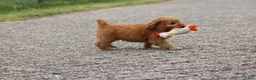 Cockapoo honden te koop: cockapoo pup, reutje - Advertentie 11