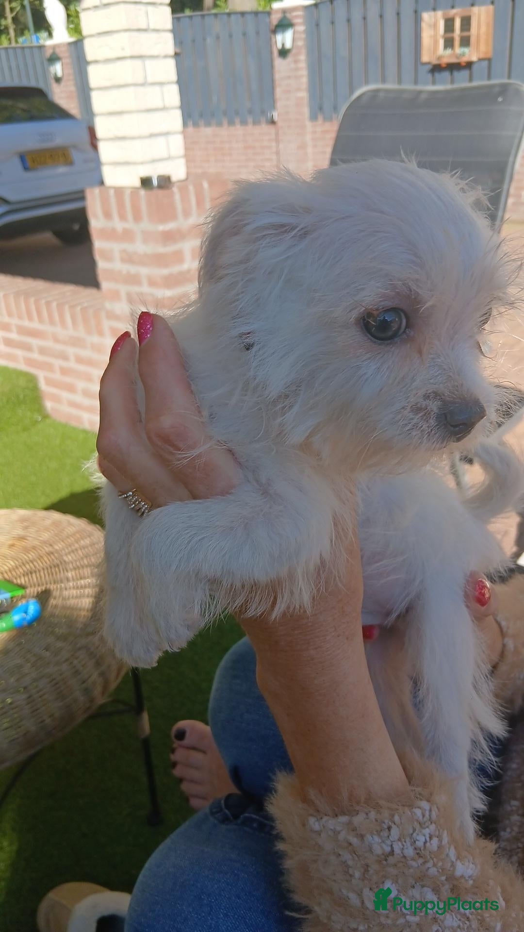 Boomer honden Laatste 2 prachtige boomer reutjesuit 1 malig nest - Advertentie 2