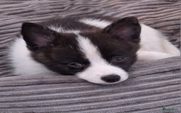 Pomsky honden te koop: Pomsky reutje Rocky  in Weert - Afbeelding 2